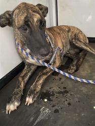 Shelter Stray Female Dog last seen Near BLOCK VIBE ST, ARVIN CA 93203, 3951 Fruitvale Ave, Bakersfield, CA 93308, USA