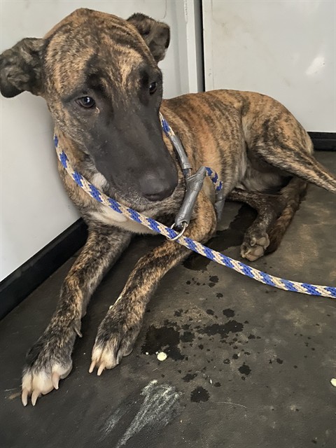 Shelter Stray Female Dog last seen Near BLOCK VIBE ST, ARVIN CA 93203, 3951 Fruitvale Ave, Bakersfield, CA 93308, USA