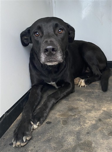 Shelter Stray Female Dog last seen Near BLOCK VIBE ST, ARVIN CA 93203, 3951 Fruitvale Ave, Bakersfield, CA 93308, USA