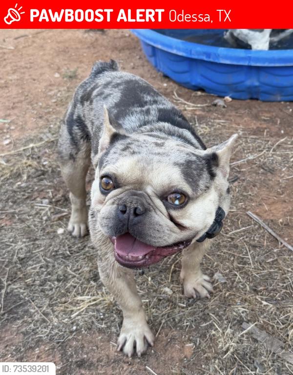 Lost Male Dog last seen 31st street and university, Odessa, TX 79764