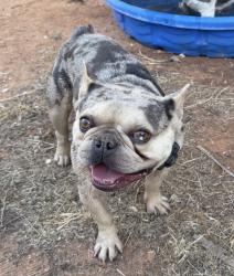 Lost Male Dog last seen 31st street and university, Odessa, TX 79764