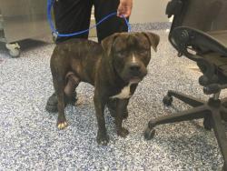 Shelter Stray Male Dog last seen DESERT MOON DR AND RAMON RD, 72050 Pet Land Pl, Thousand Palms, CA 92276, USA