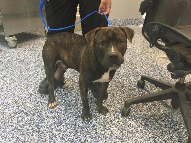 Shelter Stray Male Dog last seen DESERT MOON DR AND RAMON RD, 72050 Pet Land Pl, Thousand Palms, CA 92276, USA