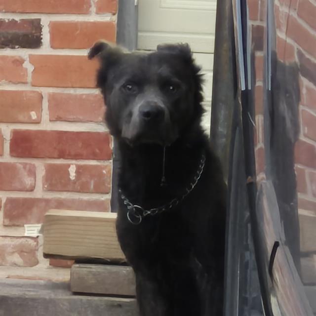 Shelter Stray Male Dog last seen Near BLOCK FERNGLEN, 4710 TX-151, San Antonio, TX 78227, USA