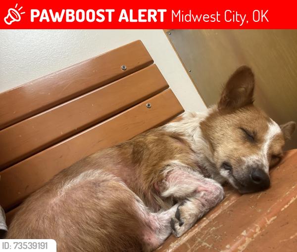 Lost Male Dog last seen Neighborhood Walmart, hosp, Church of latter day saints, Midwest City, OK 73110