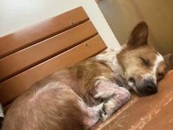 Lost Male Dog last seen Neighborhood Walmart, hosp, Church of latter day saints, Midwest City, OK 73110
