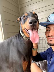 Found/Stray Male Dog last seen granary flts, Richmond, TX 77406