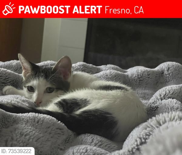 Lost Female Cat last seen Beyhemer and chestnut, Fresno, CA 93730