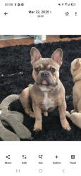 Lost Male Dog last seen Gravois and seibert seibert Ave, St. Louis, MO 63123