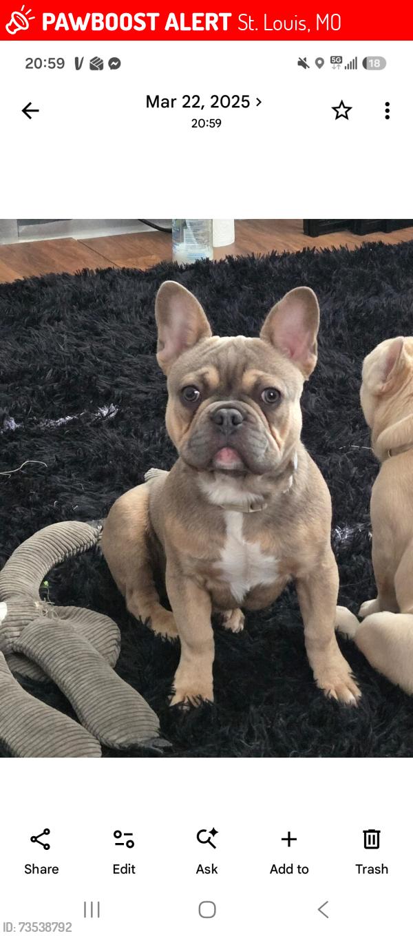 Lost Male Dog last seen Gravois and seibert seibert Ave, St. Louis, MO 63123