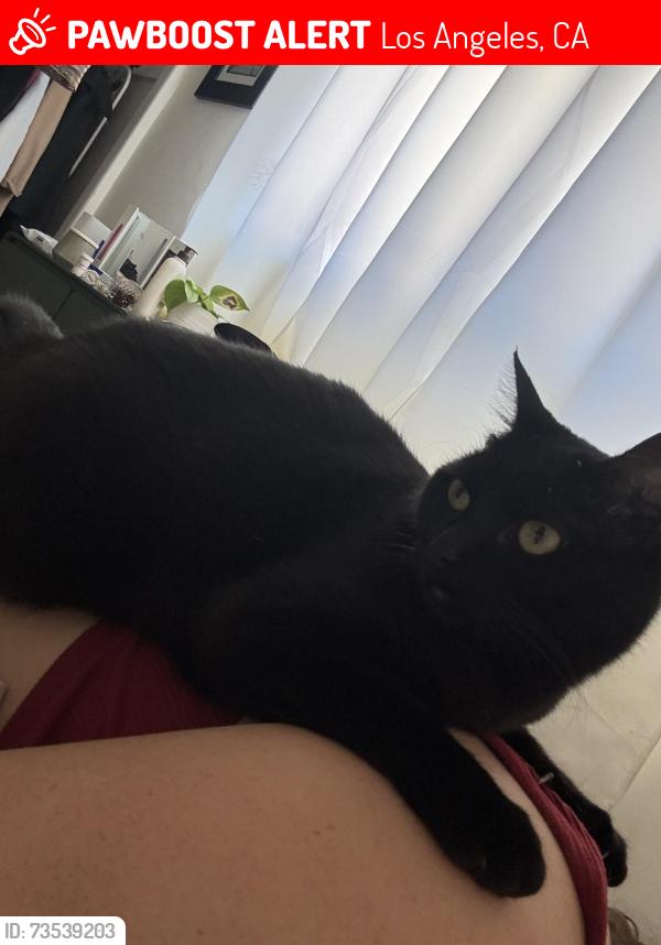 Lost Female Cat last seen Huntington Dr Elementary School, Los Angeles, CA 90032