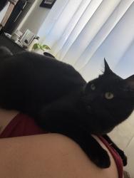 Lost Female Cat last seen Huntington Dr Elementary School, Los Angeles, CA 90032
