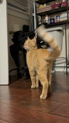 Reunited Female Cat last seen Bradford st 91767, Pomona, CA 91767