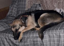 Reunited Male Dog last seen Swan Creek Mobile Park, Ypsilanti, MI 48197