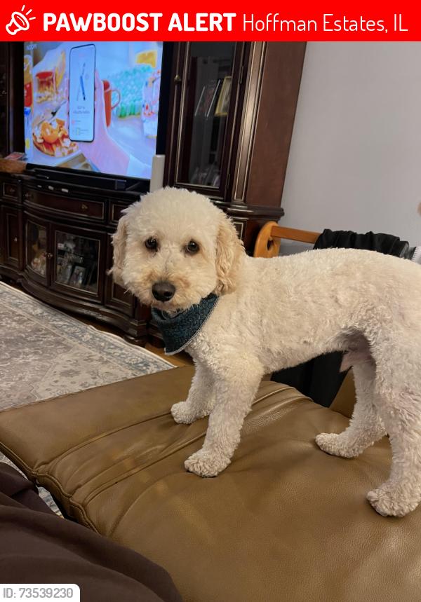 Lost Male Dog last seen Near Elliott Dr, Hoffman Estates, IL 60192