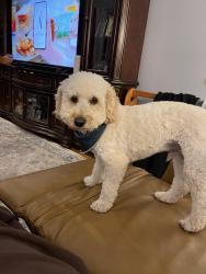 Lost Male Dog last seen Near Elliott Dr, Hoffman Estates, IL 60192