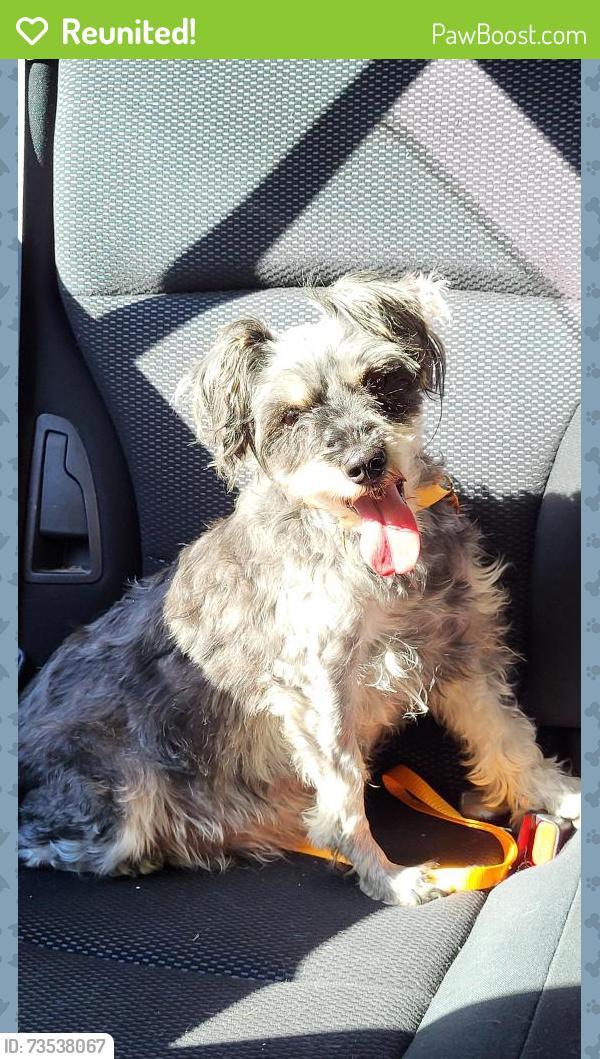 Reunited Female Dog last seen Ledbetter Rd and Locole Drive, Asheville, NC 28704