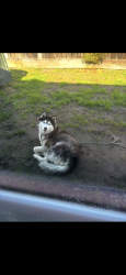 Lost Female Dog last seen Scenic Dr Modesto, Modesto, CA 95355