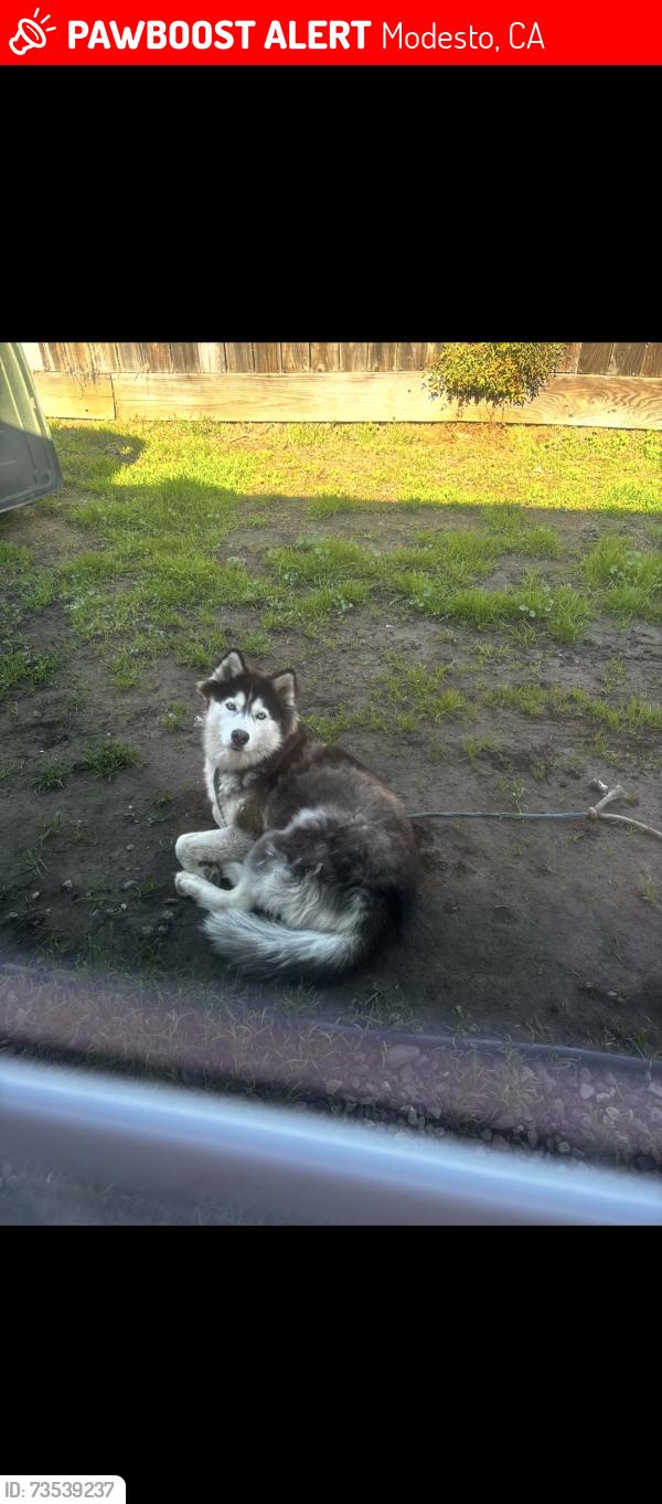 Lost Female Dog last seen Scenic Dr Modesto, Modesto, CA 95355