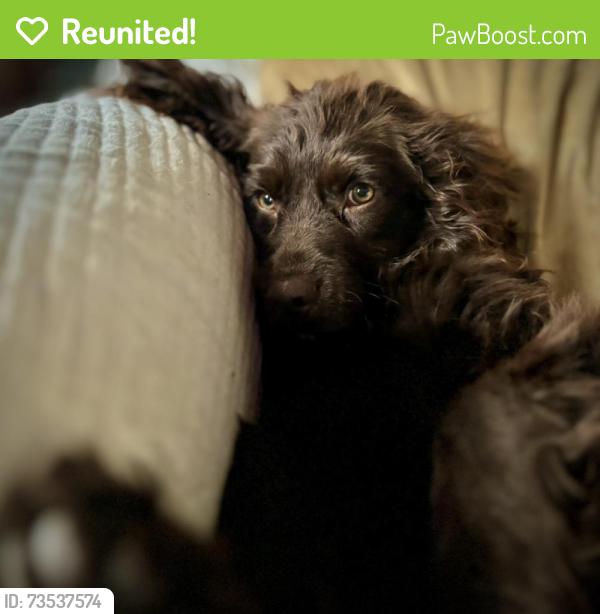 Reunited Male Dog last seen Dogwood dr, East Cocalico Township, PA 17517