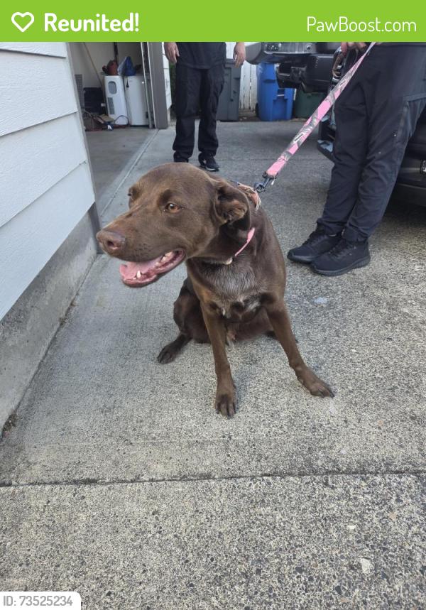 Reunited Female Dog last seen 164th /mcgillivray, Vancouver, WA 98683