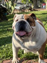 Lost Female Dog last seen Ledford St., Baldwin Park, CA 91706