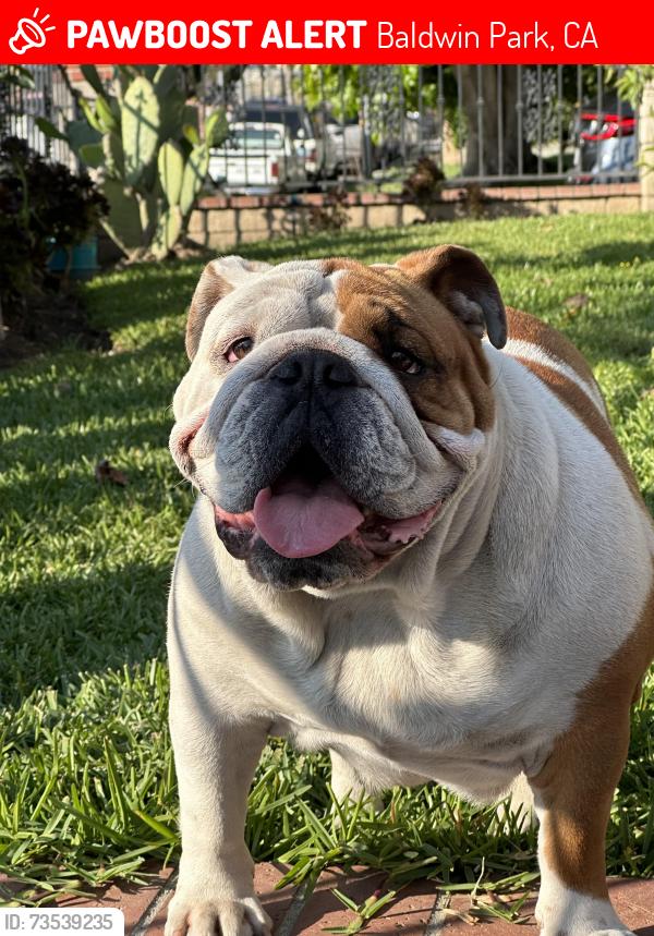 Lost Female Dog last seen Ledford St., Baldwin Park, CA 91706