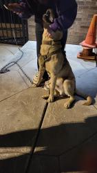 Found/Stray Unknown Dog last seen Near west market street, Greensboro, NC 27409