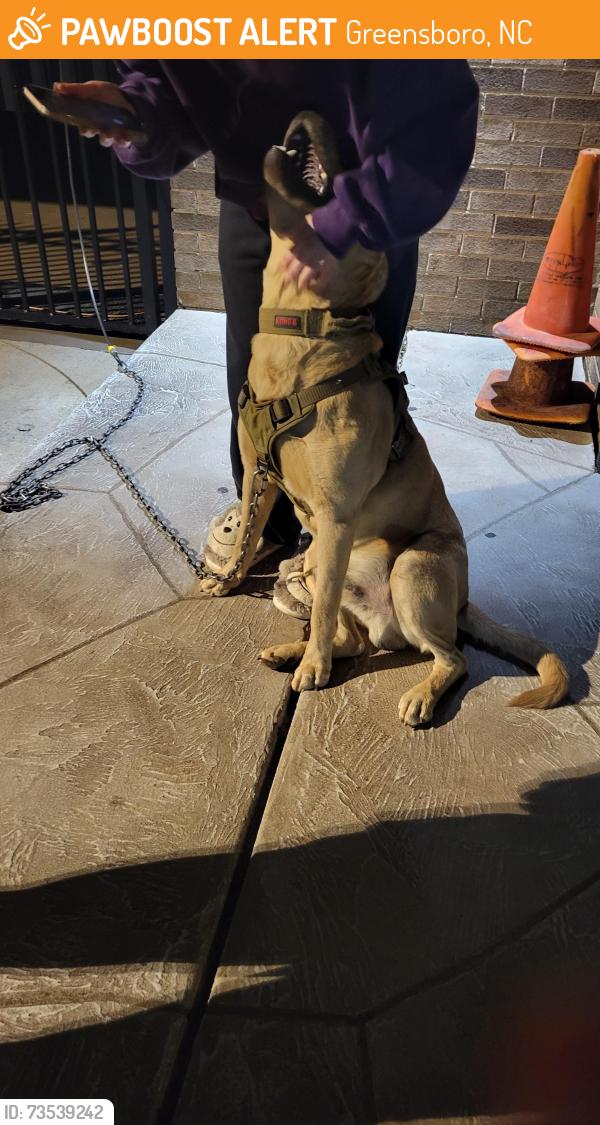 Found/Stray Unknown Dog last seen Near west market street, Greensboro, NC 27409