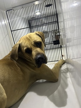 Shelter Stray Male Dog last seen Near KATOMARICK Dr., Atlanta, GA, 1251 Fulton Industrial Blvd NW, Atlanta, GA 30336, USA