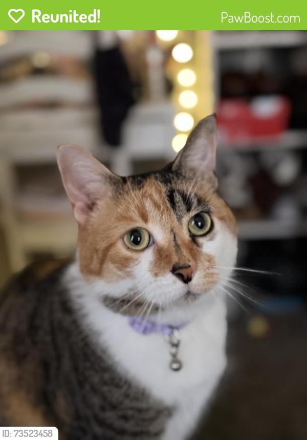 Reunited Female Cat last seen Stonybrook or farmbrook, Levittown, PA 19055