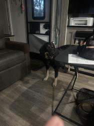 Lost Female Dog last seen Houston st, Sherman, TX 75092