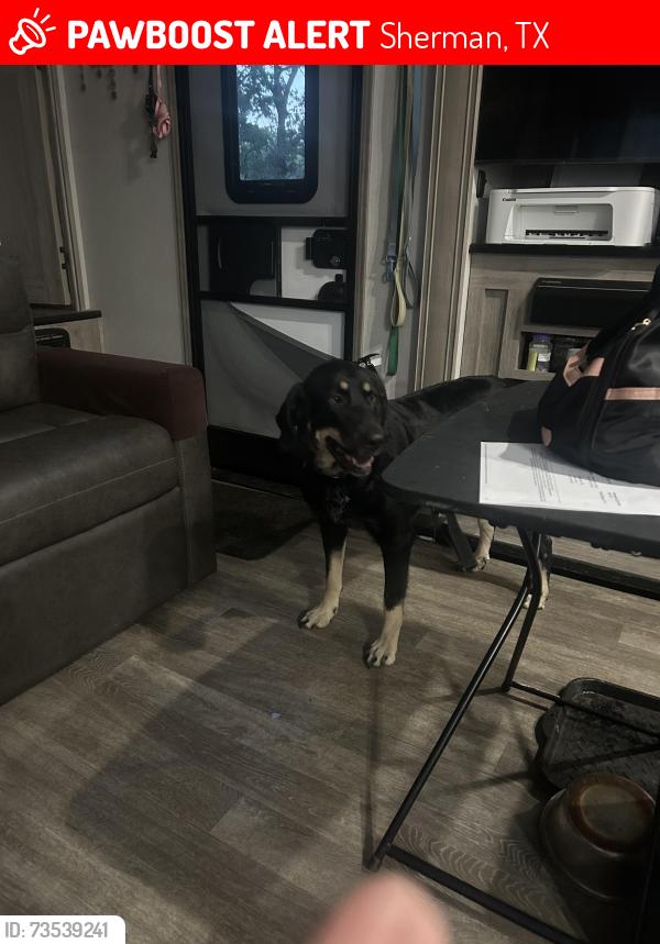 Lost Female Dog last seen Houston st, Sherman, TX 75092
