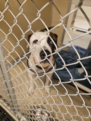 Shelter Stray Male Dog last seen Near West Elkton, St. Clair Twp, OH, 1820 Princeton Rd, Hamilton, OH 45011, USA