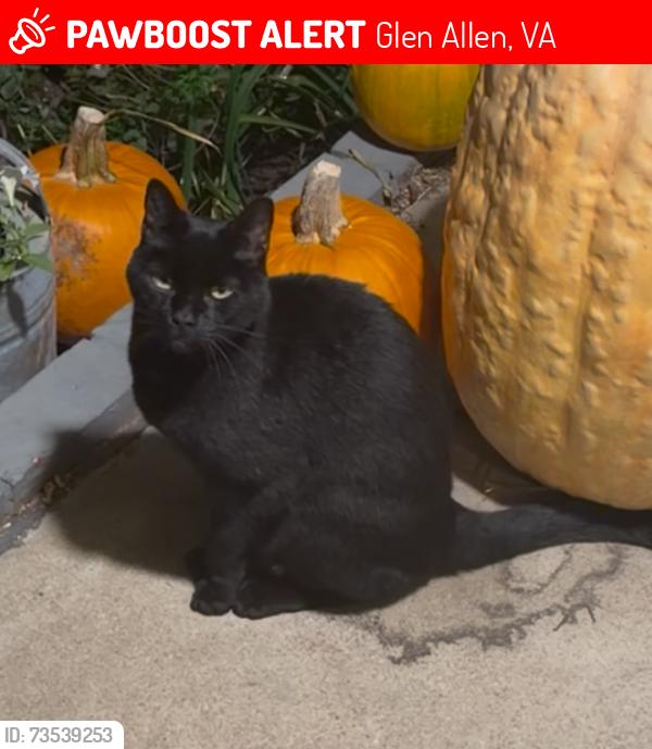 Lost Male Cat last seen Mountain road, greenwood road, Glen Allen, VA 23060