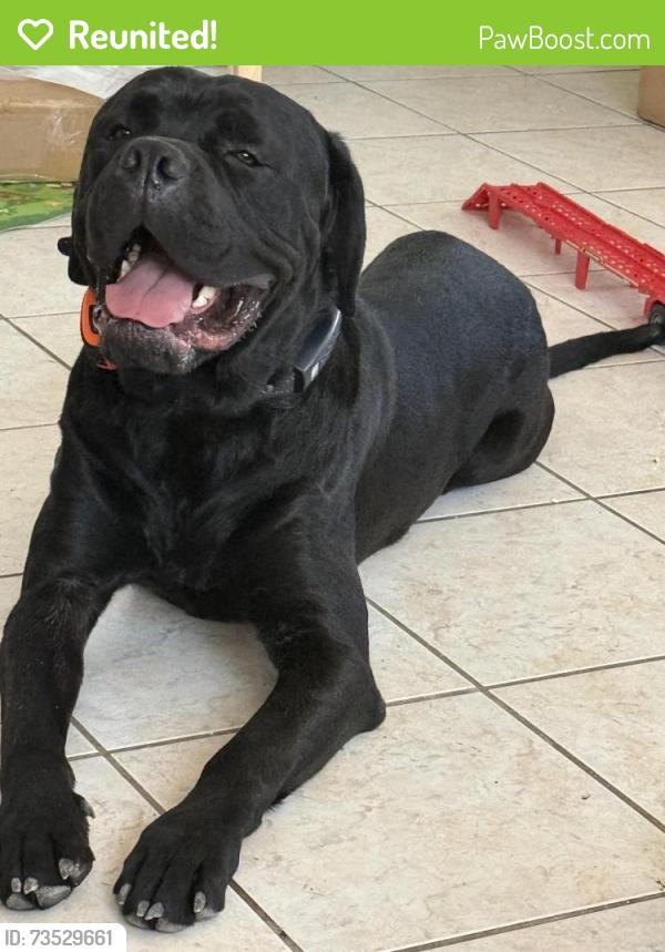 Reunited Male Dog last seen Lake Mead & MLK, Las Vegas, NV 89106