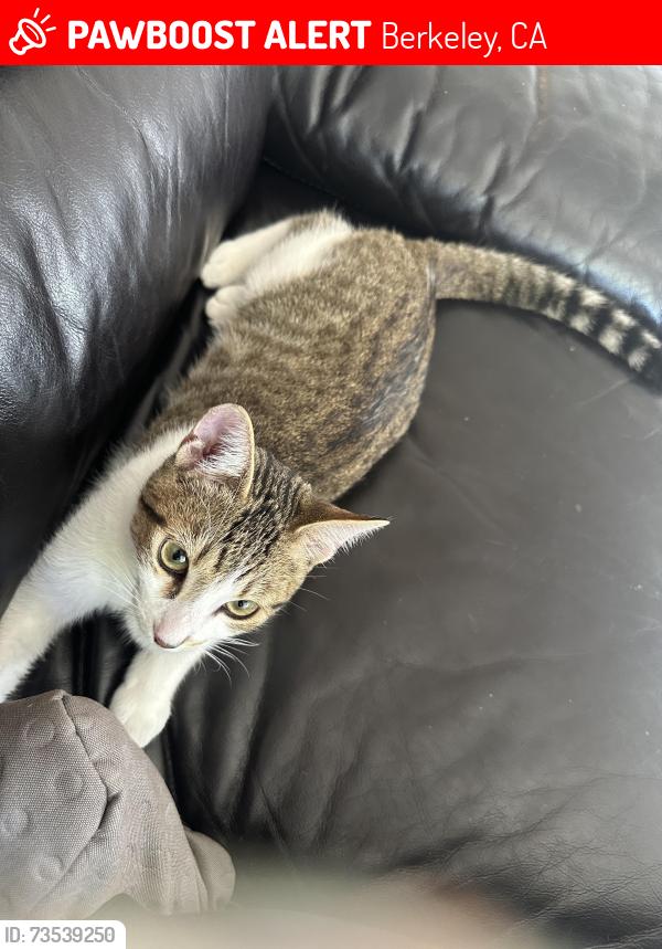 Lost Male Cat last seen Dwightway, Berkeley, CA 94702