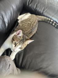 Lost Male Cat last seen Dwightway, Berkeley, CA 94702