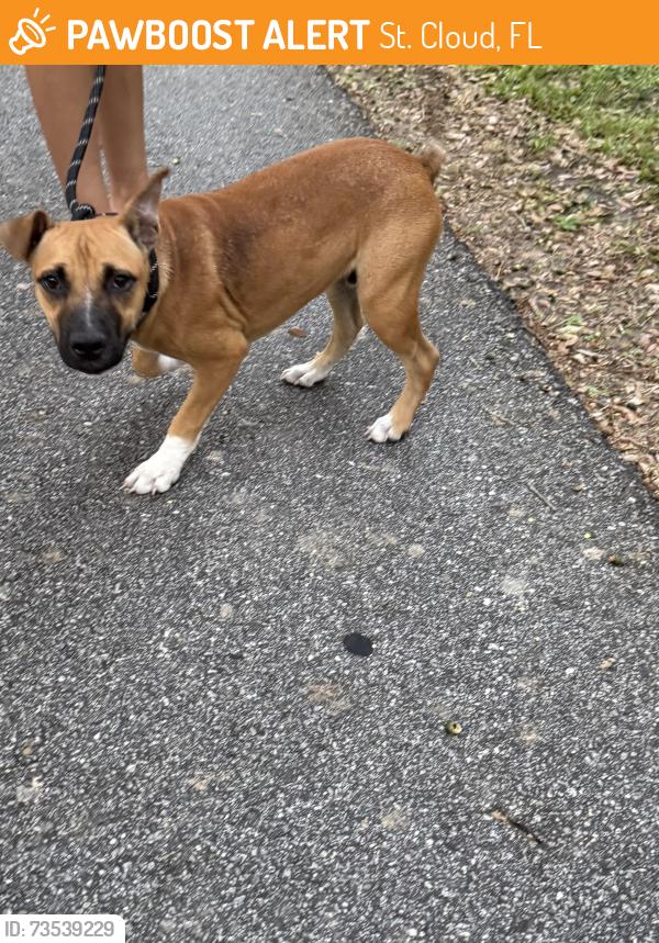 Found/Stray Male Dog last seen Meadow dr St. Cloud, St. Cloud, FL 34772