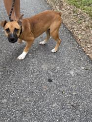 Found/Stray Male Dog last seen Meadow dr St. Cloud, St. Cloud, FL 34772