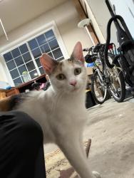 Lost Female Cat last seen Near Dennis Ave, opposite direction to Cardoza Park, Milpitas, CA 95035