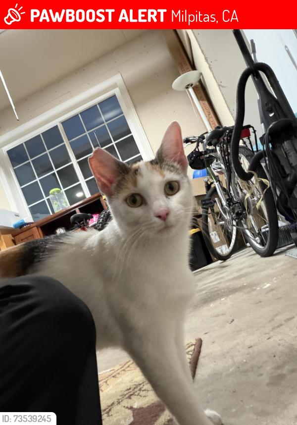 Lost Female Cat last seen Near Dennis Ave, opposite direction to Cardoza Park, Milpitas, CA 95035
