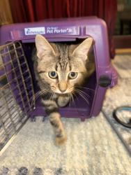 Found/Stray Female Cat last seen 13 mile & Southfield near Pierce, Beverly Hills, MI 48025
