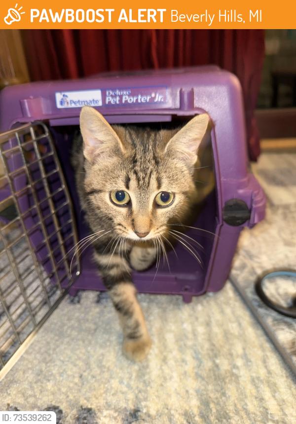 Found/Stray Female Cat last seen 13 mile & Southfield near Pierce, Beverly Hills, MI 48025