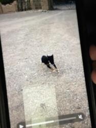 Lost Female Dog last seen Algodones, New Mexico north arroyo bridge by the train tracks, Algodones, NM 87001