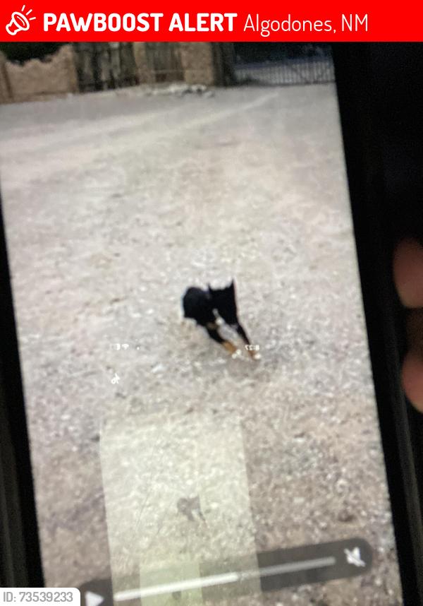 Lost Female Dog last seen Algodones, New Mexico north arroyo bridge by the train tracks, Algodones, NM 87001