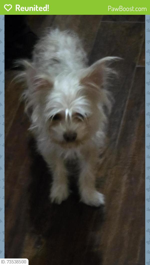 Reunited Male Dog last seen Josey anf Frankford, Carrollton, TX 75007