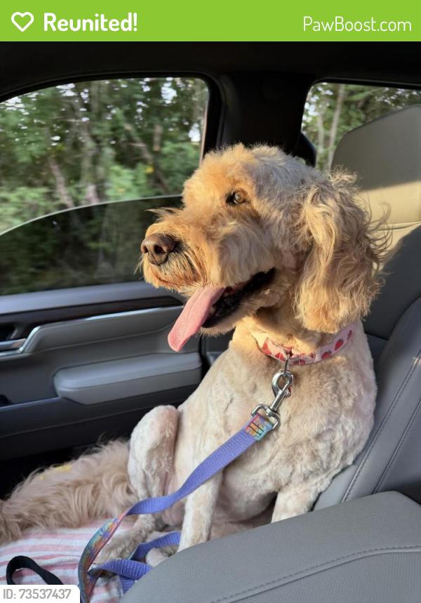 Reunited Female Dog last seen Lavender, Columbia, MO 65203