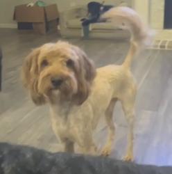 Reunited Male Dog last seen Arbor Lawn Dr and Edgehill, Burleson, TX 76028