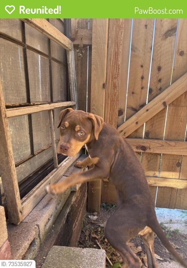 Reunited Female Dog last seen Maizeland and Chelton, Colorado Springs, CO 80909